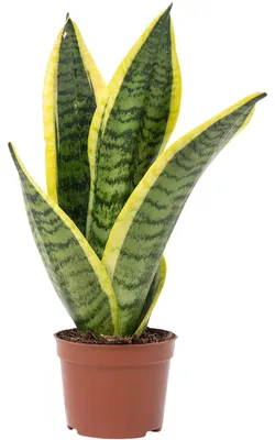 Produktbild von Bogenhanf - Sansevieria trifasciata Superba - Höhe ca. 30 cm, Topf-Ø 9 cm