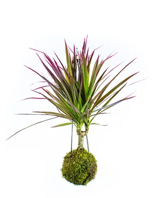Obrázok produktu pre Gardners Kokedama Dracaena marginata Bicolor (S)