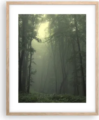 Produktbild von Gerahmtes Poster - Rahmen in heller Eiche - Wald Nebel Baum - 40x50 cm - Wand Bild - Wanddeko - Wandbilder - Kunstposter - Wandposter - Bilderrahmen - Bilder - Kunstdruck - Wandbild - P2NPA40x50-3543