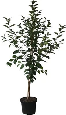 Produktbild von Sauerkirsche `Morellenfeuer´ - Niedrigstamm, 120-140cm im 10L-Topf