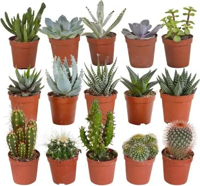 Produktbild von Kakteen Sukkulenten Mix 15 Pflanzen Ø5,5cm Mini Zimmerpflanzen Pflegeleicht