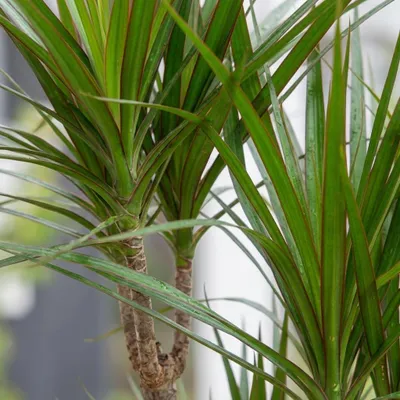 Produktbild von Green boutiQ - Zimmerpflanze - Drachenbaum - Dracaena Marginata - Grün - Pflegeleicht - 1 Pflanze - mit Übertopf Weiß - Topf 21cm - Höhe 90 - 100cm