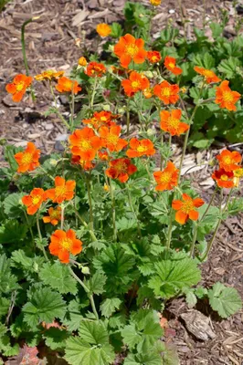 Zdjęcie produktu dla Geum coccineum 'Werner Arends', Nelkenwurz, pomarańczowy, ok. 9x9 cm Topf