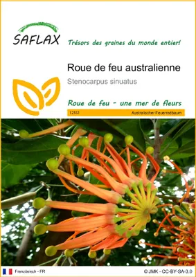 Image de SAFLAX  - Roue de feu australienne - 20 graines - Stenocarpus