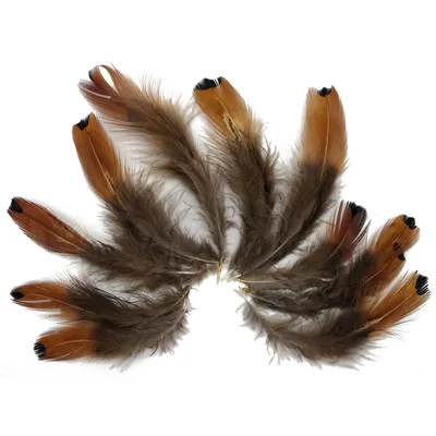 Produktbild von Federn zum Basteln und Schmücken (5-10cm / 10-12 Stück) / Braun mit schwarzen Spitzen