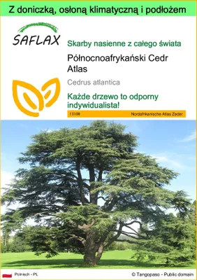 Zdjęcie produktu dla SAFLAX - Garden to go - Północnoafrykański Cedr Atlas - 20 Nasiona - Z doniczką, pokrywą klimatyczną i podłożem do uprawy - Cedrus atlantica