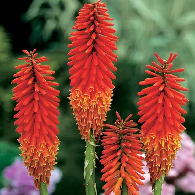 Produktbild von Fackellilie Blütenkerzen Kniphofia Fackellilien Raketenblumen Nancy Red 1 St.