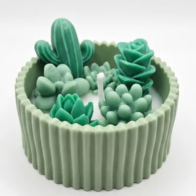 Image de Bougie Succulente Verte - Noix de Coco d'Islande | NOBAMO KP41046