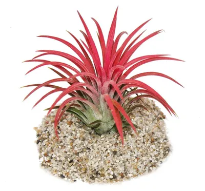 Produktbild von Tillandsia ionantha „Fire“ – leuchtend rote Farbe