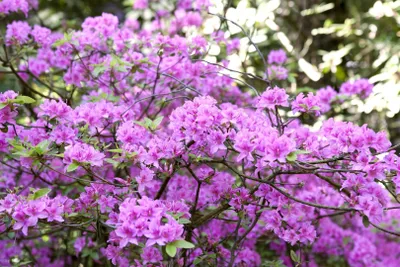 Produktbild von Rhododendron 'Praecox', frühblühend, lila, 20–25 cm
