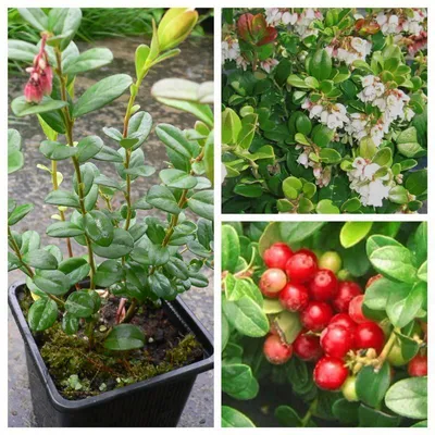 Produktbild von Preiselbeere Vaccinium vitis-idaea ca. 10-20 cm Pflanze als Bodendecker im kleinen Topf
