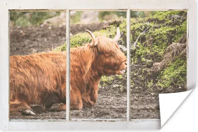 Produktbild von MuchoWow® Poster Schottische Highlander - Ansicht - Natur 60x40 cm - Schlafzimmerdekoration