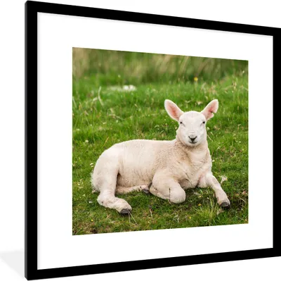 Produktbild von MuchoWow® Gerahmtes Poster Schafe - Tiere - Lamm 40x40 cm - Poster mit Schwarzem Bilderrahmen Wandposter Rahmen Foto Bilder - Poster - Plakat im Rahmen