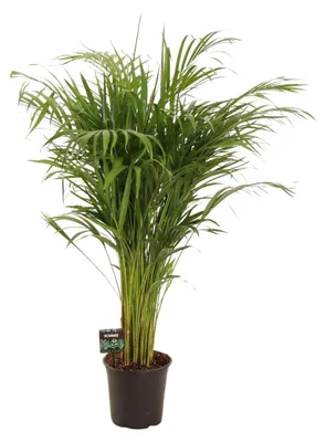 Image de Dypsis Lutescens - 100-110cm - Ø21cm - Plante d'intérieur - Vert persistant