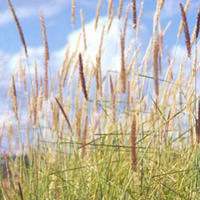 Produktbild von 6 x Feines Federborstengras - Pennisetum incomptum  | Topf 9cm x 9cm
