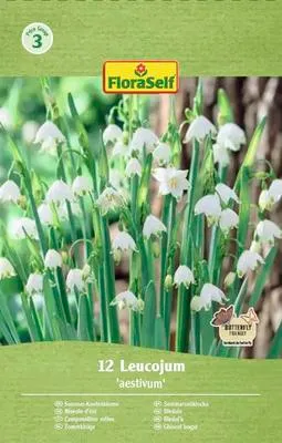 Obrázek produktu pro Bledule letní FloraSelf 'Aestivum' 12 ks