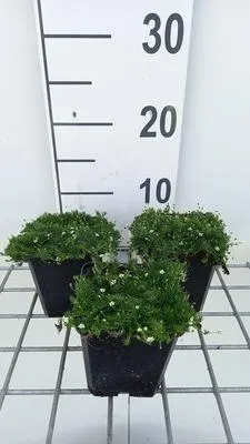 Zdjęcie produktu dla 6 x Sagina subulata 'Senior' - mech gwiaździsty - doniczka 9 x 9 cm