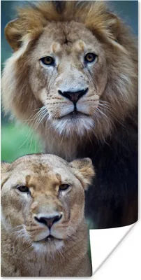 Produktbild von MuchoWow® Poster Porträt - Löwe 60x120 cm - Wandschmuck
