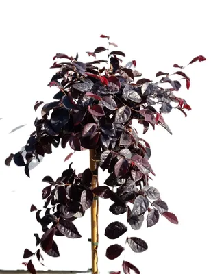 Produktbild von Riemenblüte - Loropetalum fire dance - Hochstamm 80 - 100 cm