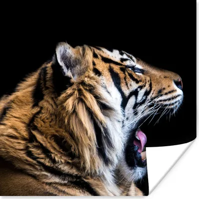 Produktbild von MuchoWow® Poster Tiger - Tiere - Porträt 75x75 cm - Wand Dekoration