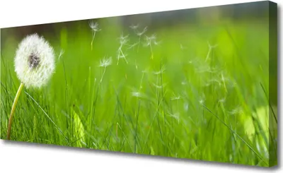 Produktbild von Tulup Leinwand-Bilder 125x50 Wandbild Canvas Kunstdruck Pusteblume Gras Pflanzen