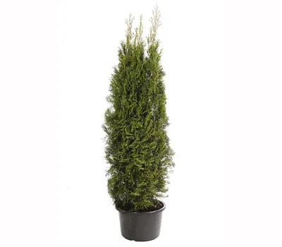 Produktbild von Dehner Thuja Smaragd, immergrün, ca. 125-150 cm, 23 l Topf, Heckenpflanze
