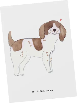 Produktbild von Mr. & Mrs. Panda Postkarte English Springer Spaniel Lebensretter - Weiß - Geschenk, Ansichtskarte, Fotokarte, Ansichtskarten, Grußkarte, Postkarten