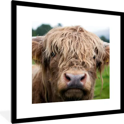 Produktbild von MuchoWow® Gerahmtes Poster Schottische Highlander - Gras - Wald 40x40 cm - Poster mit Schwarzem Bilderrahmen Wandposter Rahmen Foto Bilder - Poster - Plakat im Rahmen