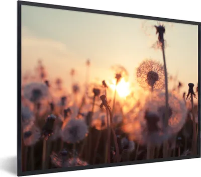 Produktbild von MuchoWow® Gerahmtes Poster Löwenzahn - Sonnenuntergang - Frühling 80x60 cm - Poster mit Schwarzem Bilderrahmen Wandposter Rahmen Foto Bilder - Schwarzem - Mit Gestell