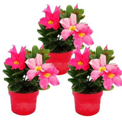 Produktbild von Dipladenia - Chilenischer Jasmin - 10cm Topf - Set mit 3 Pflanzen - rosa