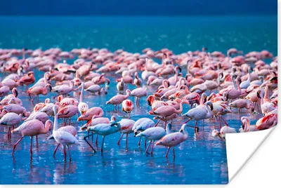 Produktbild von MuchoWow® Poster Flamingo - Wasser - Tropisch - Rosa 180x120 cm - Fotoplakat