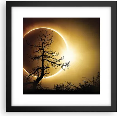 Produktbild von Gerahmtes Poster - Schwarzer Rahmen - Sonnenfinsternis die Sonne Baum - 30x30 cm - Wand Bild - Wanddeko - Wandbilder - Wandposter - Bilderrahmen - Bilder - Kunstdruck - Wandbild - P2BAC30x30-4349