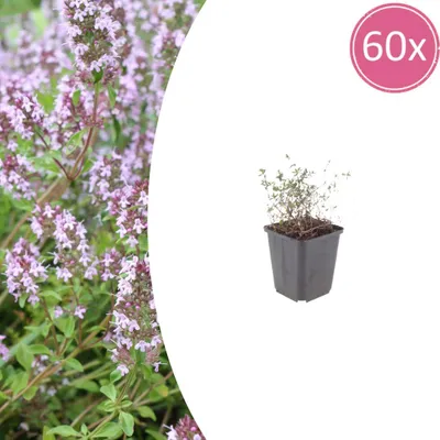Obrázok produktu pre Thymus vulgaris – tymián obyčajný – 9 cm kvetináč – 10–25 cm – sada 60 rastlín