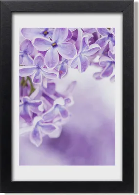 Produktbild von Bild 20x30 MDF-Rahmen, Wandkunst Lila Blumen