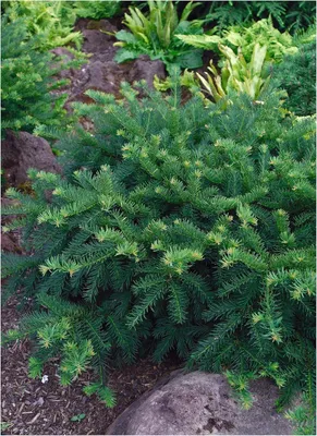 Produktbild von Stauden Gänge 1 x Taxus baccata 'Repandens' - Bodendeckereibe - Der perfekte Teppich für schattige Ecken - Pflegeleicht - Heckenpflanze