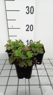 Produktbild von 6 x Geum riv. 'Flames of Passion'® - Nelkenwurz - Topf 9 x 9 cm