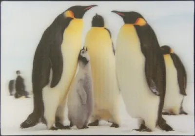 Produktbild von 3 D Ansichtskarte Pinguine mit Baby, Postkarte Wackelkarte Hologrammkarte Tiere Tier Pinguin