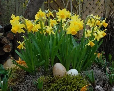 Produktbild von Zwerg-Narzissen 'Tete à Tete', Osterglocken -100 Blumenzwiebeln-