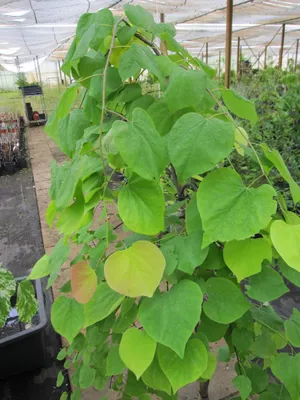 Produktbild von Cercis canadensis Golden Falls ® - Kanadischer Judasbaum Golden Falls ® - 150-175cm