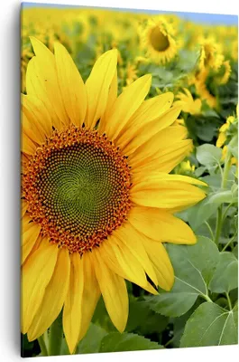 Produktbild von Bild auf Leinwand - Leinwandbild - Einteilig - Wolken Sonnenblumen Plantagen - 70x100cm - Wand Bild - Wandbilder - Leinwanddruck - Wanddekoration - Leinwand bilder - Wandbild - PA70x100-1157