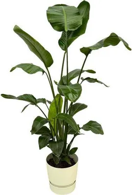 Immagine prodotto di Strelitzia Nicolai - Albero - Strelitzia - Pianta da appartamento, ca. 160cm