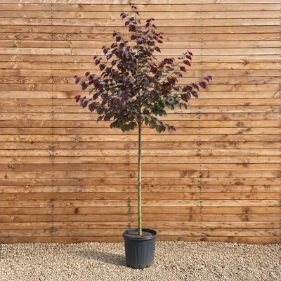 Produktbild von Amerikanischer Judasbaum Forest Pansy 200-250 cm, Stammumfang 8-10 cm - Cercis canadensis Hochstamm