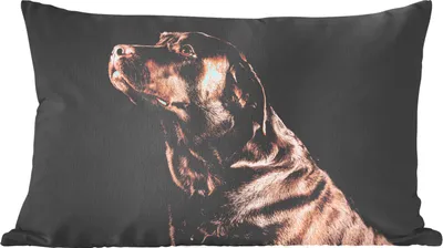 Produktbild von MuchoWow® Zierkissen Sofakissen Wohnzimmer Dekokissen 50x30 cm Hund - Braun - Porträt - Wohnzimmerdekoration - Polster mit Photo