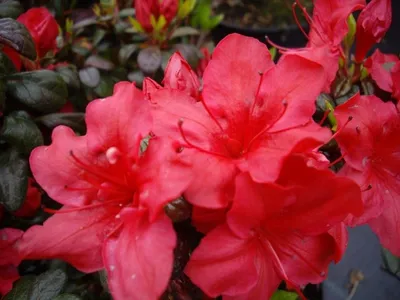 Produktbild von Japanische Azalee Johanna - Rhododendron obtusum Johanna - 30-40cm