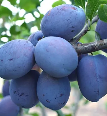 Produktbild von Pflaume ´HAROMA®´ Unterlage Myrobalan, wurzelnackt