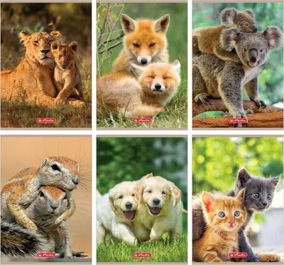 Produktbild von Notebook A5/32K line double Animals (10 Stück)