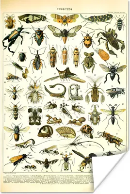 Produktbild von MuchoWow® Poster Insekten - Tiere - Jahrgang 20x30 cm - Papierdruck