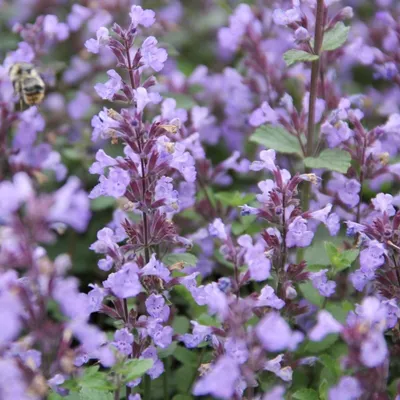 Produktbild von 6 x Katzenminze  - Nepeta faassenii 'Junior Walker'®  | Topf 9cm x 9cm