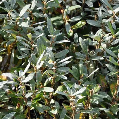 Immagine prodotto di 2 x Salice - Salix helvetica | 25-30 cm in contenitore