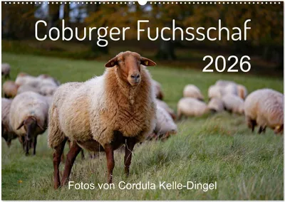 Produktbild von Coburger Fuchsschaf (Wandkalender 2026 DIN A2 quer), CALVENDO Monatskalender